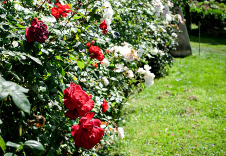 Fleurs EHPAD Les Mouettes